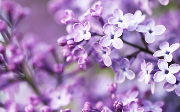 Wallpaper Spring, Flowers, Purple