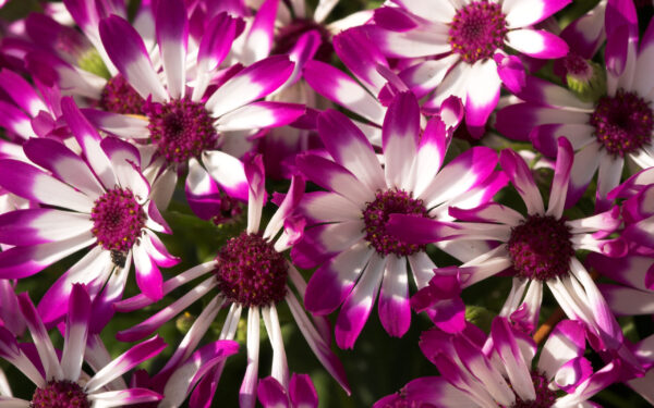 Wallpaper Flowers, Beautiful, Purple