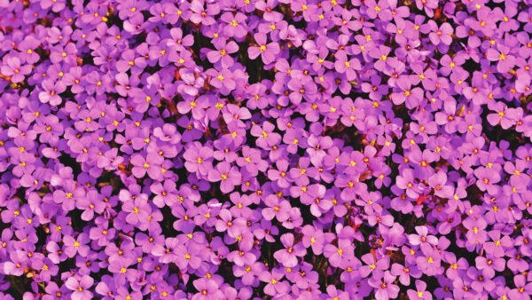 Wallpaper Flowers, Purple, Aubrieta