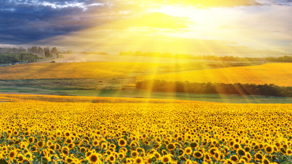 Wallpaper Field, Flowers, Sunbeam, Sunflowers, Yellow, Desktop, Background