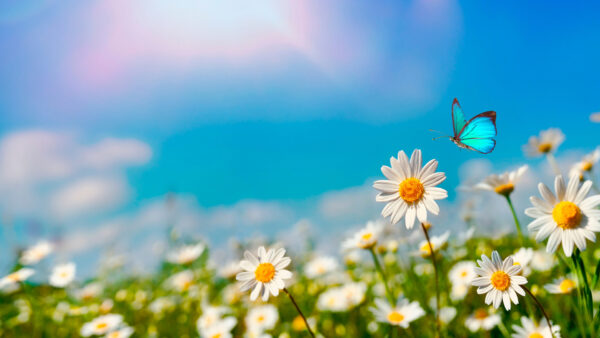 Wallpaper Above, Flower, White, Desktop, Sky, Butterfly, Flying, Background, Blue