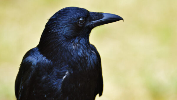 Wallpaper Animals, Crow, Wallpaper, 5k, Pc, 4k, Animal, Desktop, Images, Cool, Background