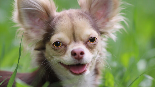 Wallpaper Pc, Download, Desktop, Wallpaper, Animal, Background, Chihuahua, 2560×1440, Animals, Free, Cool, Images