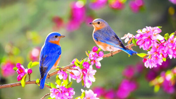 Wallpaper Garden, Stalk, Background, Blue, Birds, Are, Flowers, Sitting, Orange, Little, Blur