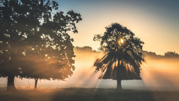 Wallpaper Mobile, Nature, During, Tree, Fog, Desktop, With, Sunset, Sunbeam, And