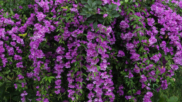 Wallpaper Flowers, Desktop, Vine, Purple, Leafed