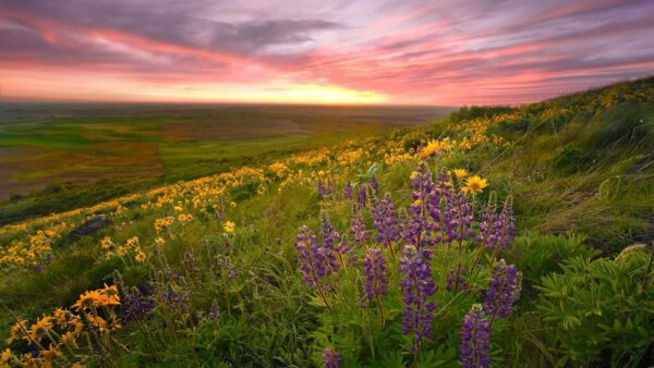 Wallpaper Flowers, And, View, Closeup, During, Sunset, Grass, Sunflower, Nature, With, Lavender