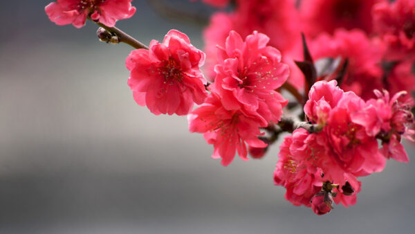 Wallpaper Mobile, Flowers, Red, Blossom, Desktop, Spring