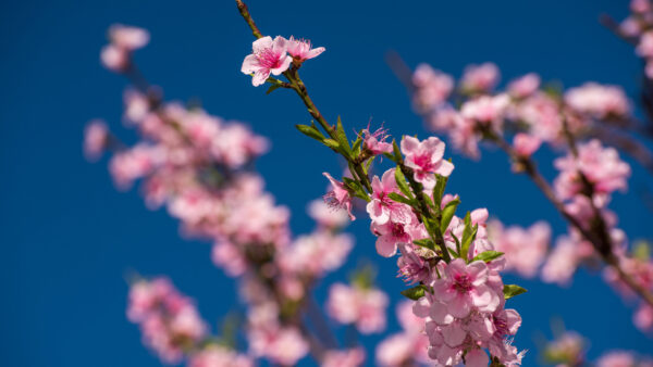 Wallpaper Flowers, Desktop, Blur, Blossom, Pink, Background, Blue