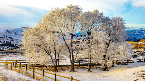 Wallpaper With, Covered, Nature, Snow, Desktop, Fence, Trees, Mobile, Surrounded