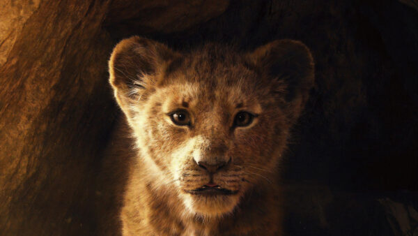 Wallpaper Desktop, King, Lion, Simba, The