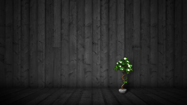 Wallpaper Pot, Plant, Dark, Background, Green, Black, Theme