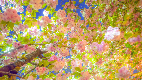 Wallpaper Pink, Background, Tree, Spring, Petaled, Sky, Flowers