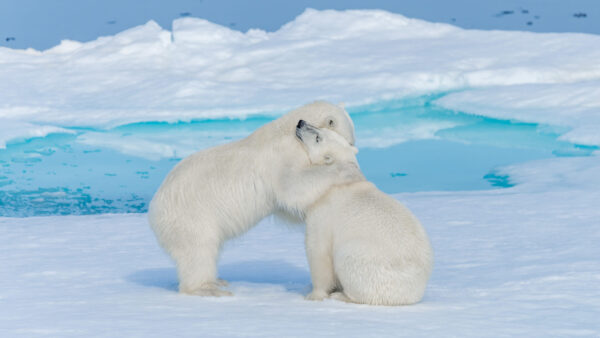 Wallpaper With, Background, And, Ice, Desktop, Bears, Polar, Animals, Water