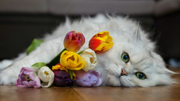 Wallpaper Down, Cat, Desktop, Lying, Colorful, Floor, White, Tulip, Flowers, Near