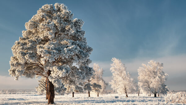 Wallpaper During, Blue, Winter, Under, Sky, Snow, Trees, Covered, Desktop