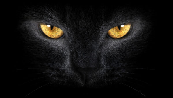 Wallpaper Desktop, Yellow, With, Eyes, Black, Cat