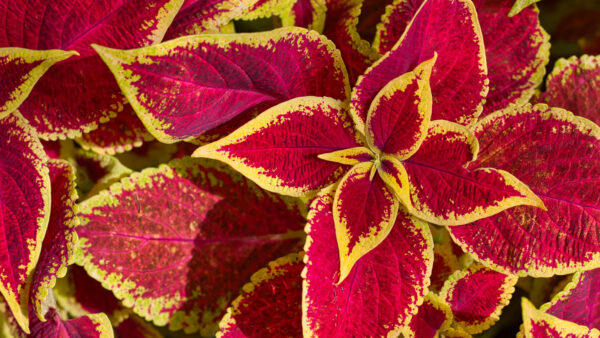 Wallpaper Plant, Leaves, Yellow, Red, Nature, Desktop, Mobile