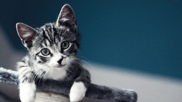 Wallpaper Background, Kitten, Expression, Cute, Cat, Blue, Black, Funny, White, Face, Dark