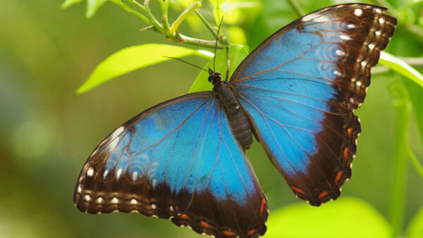 Wallpaper Butterfly, Blue, Black, Green, Leaf
