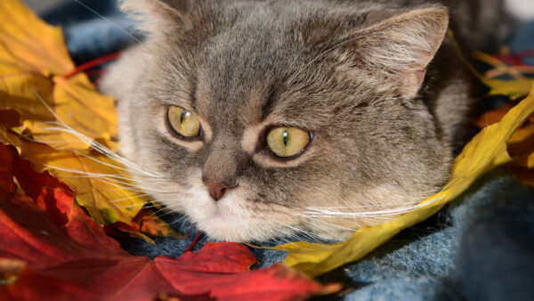 Wallpaper Brown, Cat, Closeup, Yellow, Photo, Eyes, Desktop