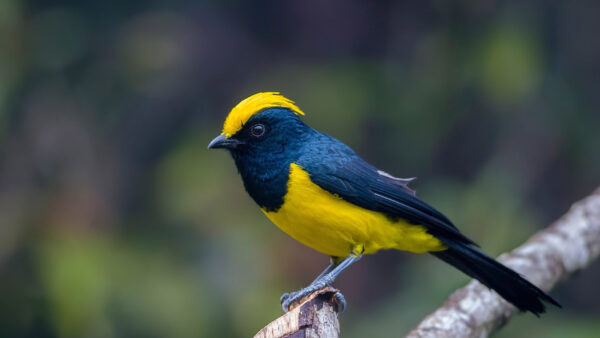 Wallpaper Bird, Yellow, Black, Birds, Tree, Branch, Standing, Blur, Background