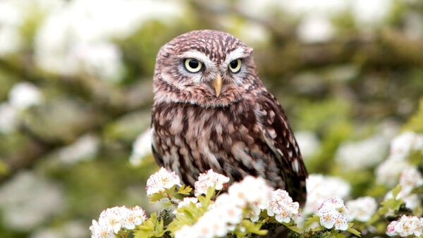 Wallpaper Flowers, Trees, Blur, Brown, Green, Standing, Owl, Background, White, Near