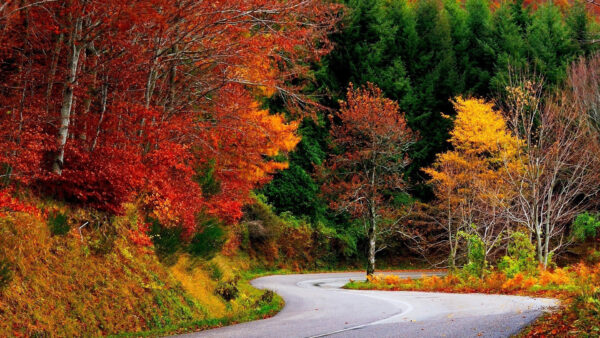 Wallpaper Road, Autumn, Fall, Green, Nature, Yellow, Trees, Between, Orange, Red