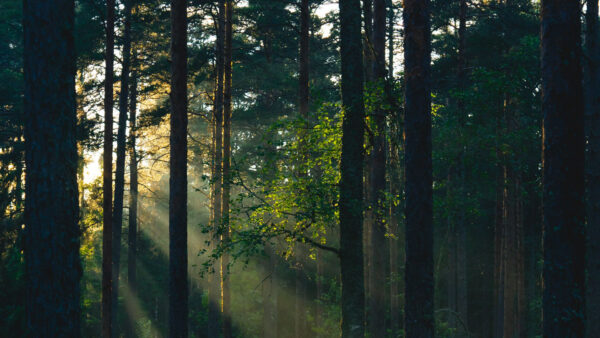 Wallpaper Green, Forest, Morning, During, Time, Trees, Sunrays