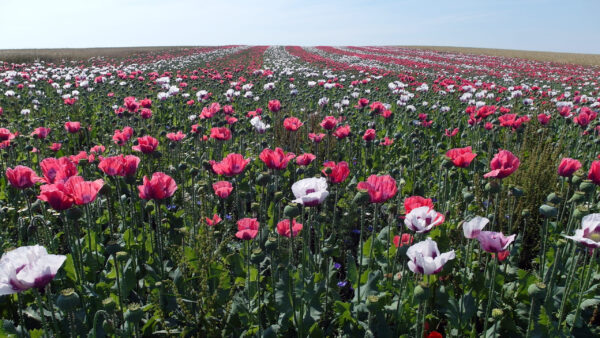 Wallpaper Field, Pink, Poppies, Blue, Background, White, Flowers, Sky