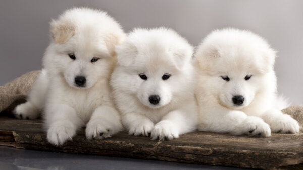 Wallpaper Three, Siberian, Slab, White, Dog, Puppies, Husky, Wood