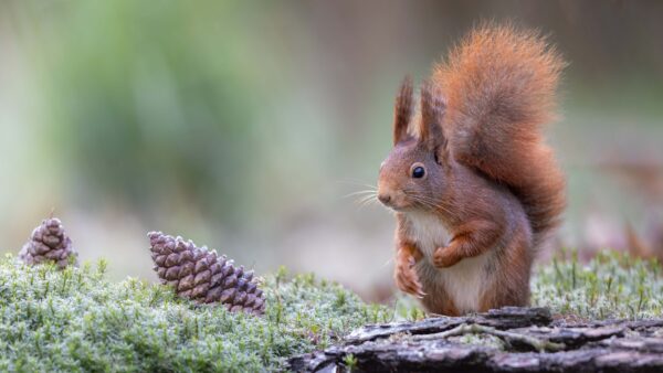 Wallpaper Mobile, Brown, Background, Blur, Squirrel, Rock, Standing, Desktop, Fur