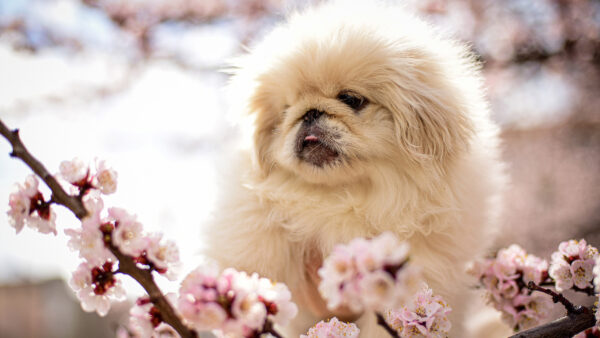 Wallpaper Flowers, White, Puppy, Blossom, Background, Dog, Blur