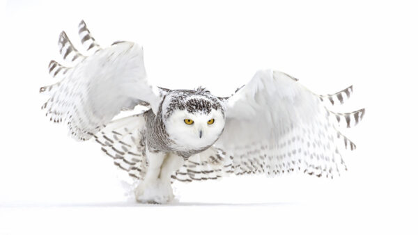 Wallpaper Background, White, Owl, With, Wings, Open, Standing, Yellow, Aesthetic, Eyes