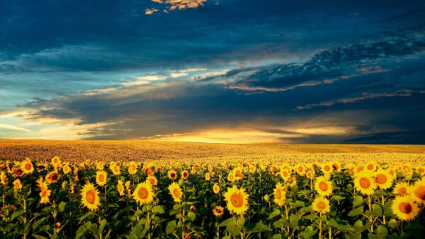 Wallpaper Clouds, Blue, Black, Slope, Sunflowers, Sunflower, Under, Yellow, Field, Sky, Plants