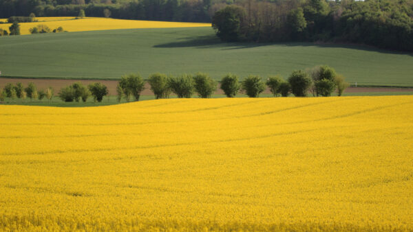 Wallpaper Field, Bushes, Slope, Light, Green, Plants, Grass, Nature, Trees