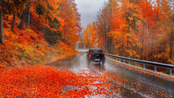 Wallpaper Leaves, Between, Green, Road, Red, Autumn, Black, Forest, Nature, Yellow, Trees, Car