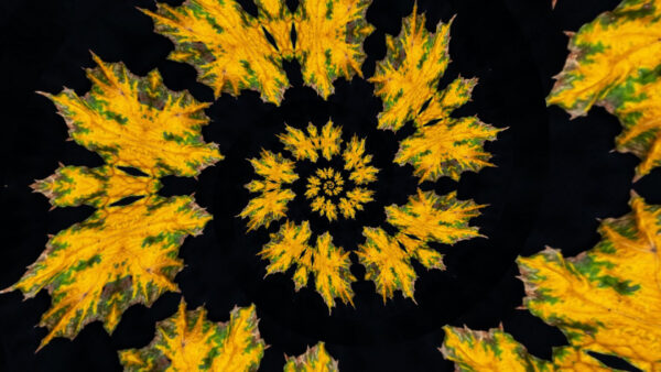 Wallpaper Background, Art, Flower, Black, Green, Shapes, Abstract, Pattern, Yellow