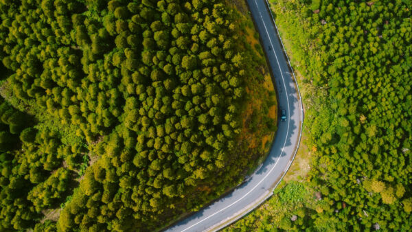 Wallpaper Nature, View, Forest, Green, Trees, Road, Aerial