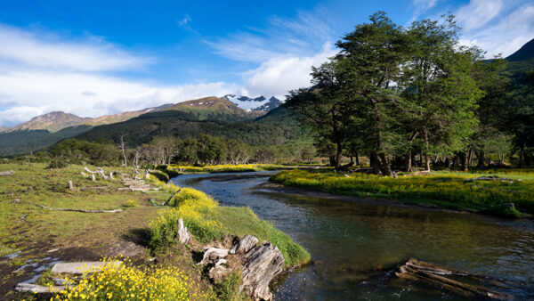 Wallpaper Between, Yellow, View, Snow, Landscape, Flowers, Grass, Trees, Covered, Mountain, Nature, Scenery, River, Greenery, Field