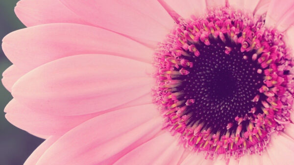 Wallpaper Flower, Desktop, Close, Background, Pink, Filament