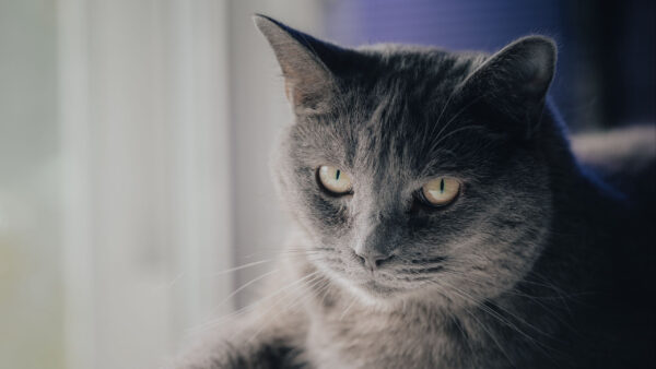 Wallpaper White, Cat, Light, Purple, Grey, Stare, Background, Look, With