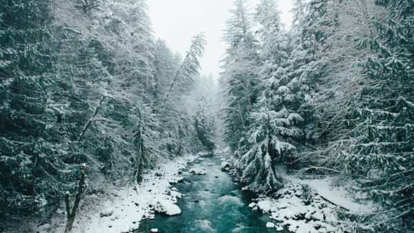 Wallpaper Covered, Between, River, Winter, Snow, Frozen, Trees, Stream