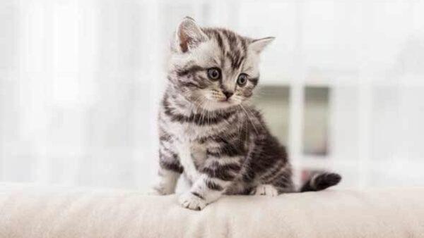 Wallpaper Cat, Couch, Kitten, Black, White, Cute