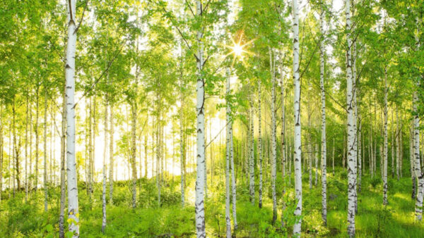 Wallpaper Sunrays, Birch, White, Tree, Trees, Background, Forest