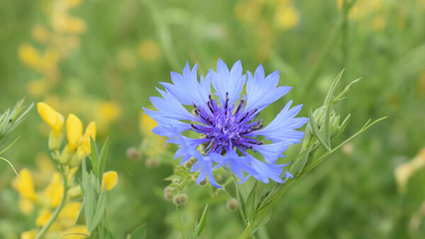 Wallpaper Background, Blur, Blue, Cornflowers, Flowers, Green