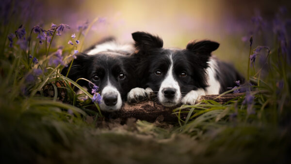 Wallpaper Collie, Dogs, Branch, Border, Dog, Black, White, Tree