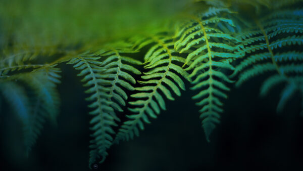 Wallpaper Leaves, Beautiful, Fern, Green, Branches, Nature