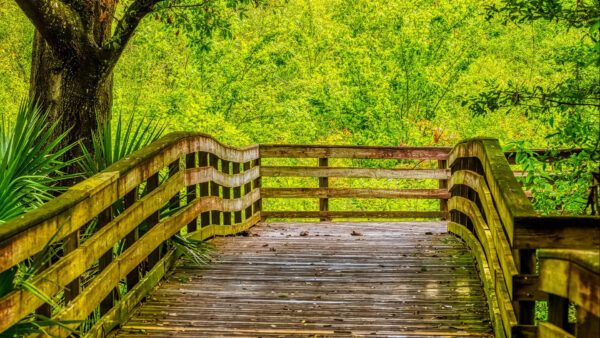 Wallpaper Board, Fence, Wood, Path, Forest, Background, Bridge, Nature, Bushes, Green, Trees