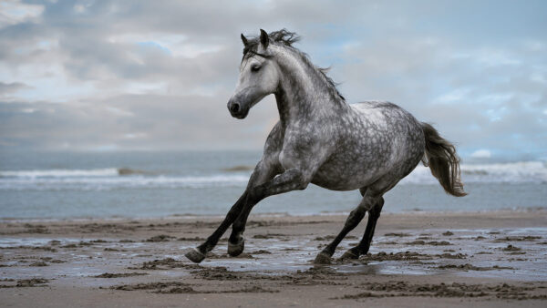 Wallpaper Background, White, Beach, Waves, Blue, Black, Blur, Horse, Sand, Ocean, Running, Sky